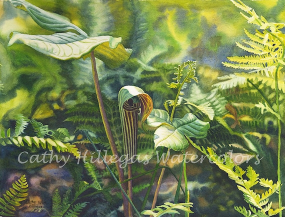 Jack In The Pulpit Watercolor Painting Print by Cathy HIllegas, 8x10 woodland print, ferns forest floor art