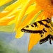 Tiger Swallowtail Butterfly Art Watercolor Painting Print by Cathy Hillegas, 7x10 floral watercolor print, yellow Sunflower art 
