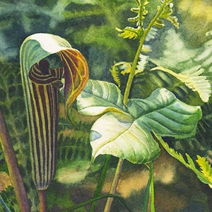 Op de afbeelding: Aquarel schilderij van een Aronskelk plant met een gestreepte, kapvormige bloem in bruin- en groentinten. Grote groene bladeren en ander gebladerte omringen de plant, waardoor een natuurlijke, botanische sc&egrave;ne ontstaat.
