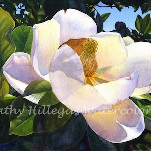 White Magnolia art watercolor painting print by Cathy Hillegas, 16x21 watercolor print