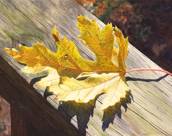 May include: A single, yellow, dried maple leaf with red veins lies on a weathered wooden surface. The leaf is illuminated by sunlight, casting a shadow on the wood.