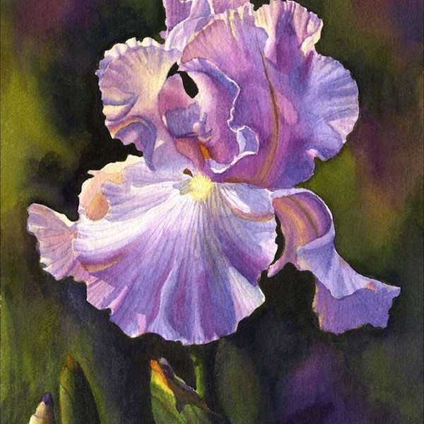 Purple Iris watercolor painting print by Cathy Hillegas, iris 8x10 watercolor print, iris art, iris gift