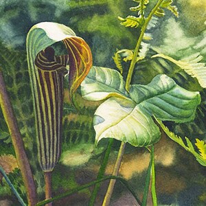Op de afbeelding: Aquarel schilderij van een Aronskelk plant. De plant heeft een kapvormige spatha met verticale bruine en witte strepen en een geel-oranje binnenkant. Groene bladeren en stengels omringen de plant, tegen een vage groene achtergrond.
