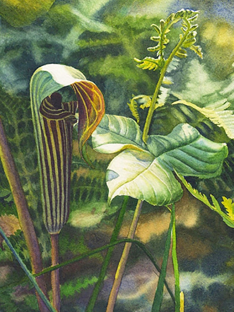 Op de afbeelding: Aquarel schilderij van een Aronskelk plant. De plant heeft een kapvormige spatha met verticale bruine en witte strepen en een geel-oranje binnenkant. Groene bladeren en stengels omringen de plant, tegen een vage groene achtergrond.