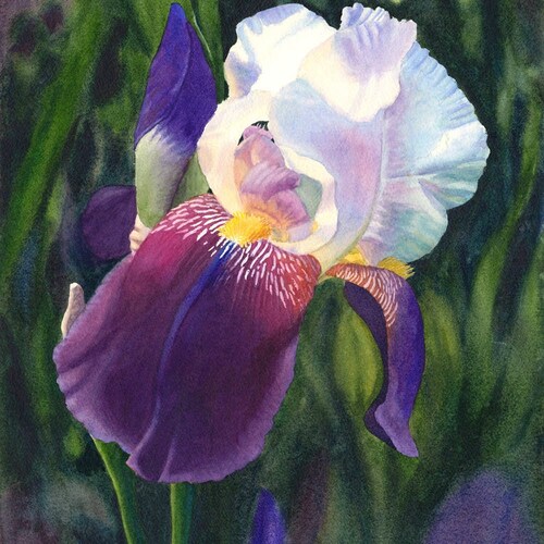 Purple Iris Watercolor Painting Print by Cathy Hillegas Iris - Etsy