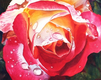 Red Yellow Rose Art Watercolor Painting Print by Cathy Hillegas, 8x10, raindrops, double delight rose, watercolor print, Mothers Day gift