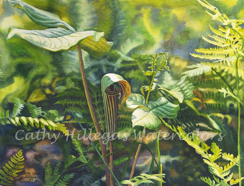 Jack In The Pulpit Art Watercolor Painting Print by Cathy Hillegas, 12x16 art, watercolor print. watercolor fern, forest woodland art, green image 1