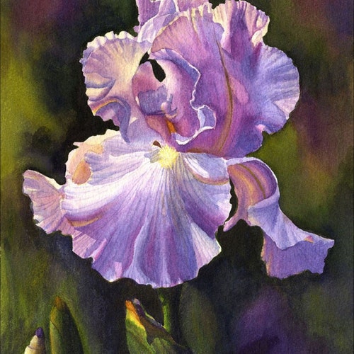 Purple Iris Art Watercolor Painting Print by Cathy Hillegas - Etsy