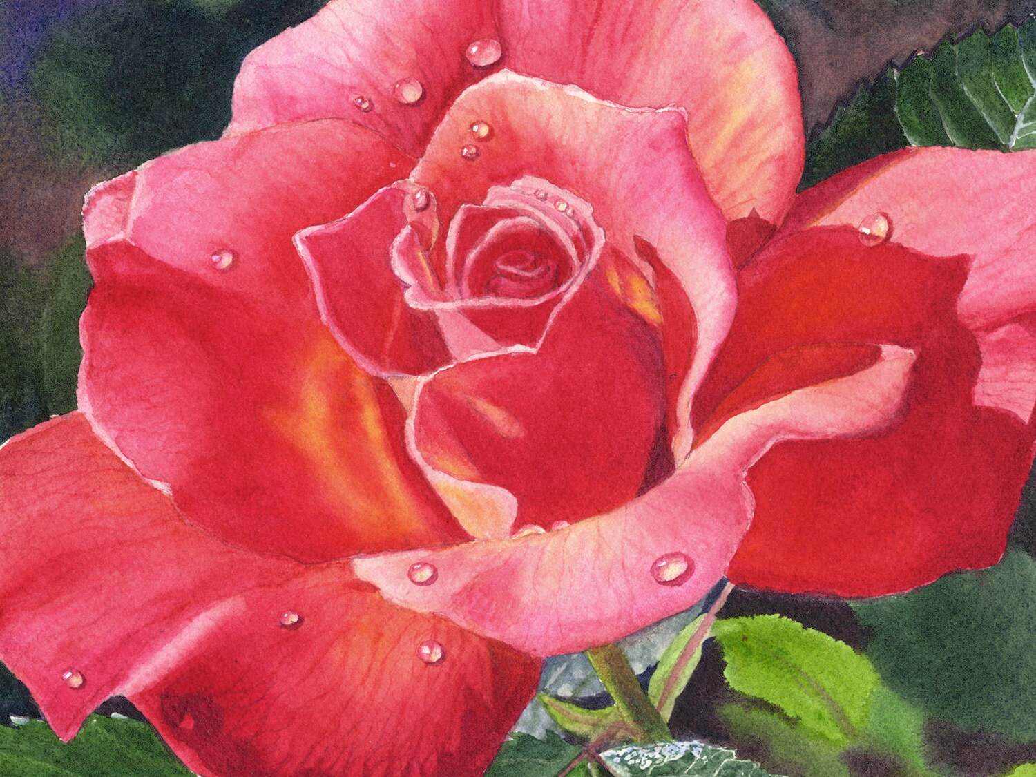 絵画 Red Rose Red Rose Watercolor Painting Print by Cathy Hillegas, 8x10