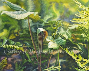 Jack In The Pulpit Art Watercolor Painting Print by Cathy Hillegas, 8x10 fern art, forest woodland home decor, green purple, blue, brown
