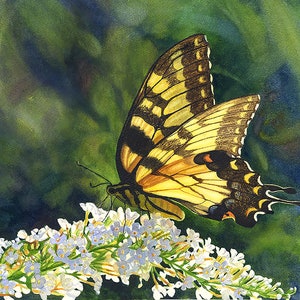 Tiger Swallowtail Butterfly Watercolor Painting Print byCathy Hillegas, 8x10 watercolor floral art, yellow green white blue