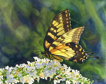 Tiger Swallowtail Butterfly Watercolor Painting Print byCathy Hillegas, 8x10 watercolor floral art, yellow green white blue