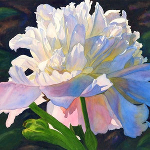 White Pink Peony Watercolor Painting Print by Cathy Hillegas, 12x16 peony wall decor, Valentines day gift