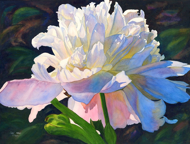 May include: A watercolor painting of a large, open white peony flower with soft pink and blue hues. The petals are detailed with shadows and highlights, and the green stem and leaves are visible. The artwork is set against a dark background.