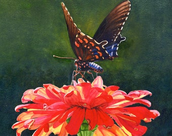 May include: A black and blue butterfly with orange spots perched on a red and yellow zinnia flower. The flower has a green stem and is against a dark green background. The artist's signature is in the bottom left corner.