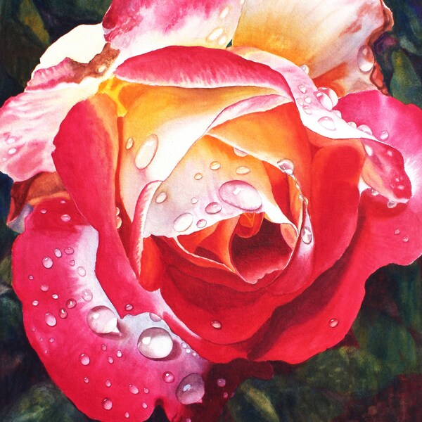 Rose Art Watercolor Painting Original by Cathy Hillegas, double delight rose, raindrops on roses, large, red, yellow, pink, purple, green