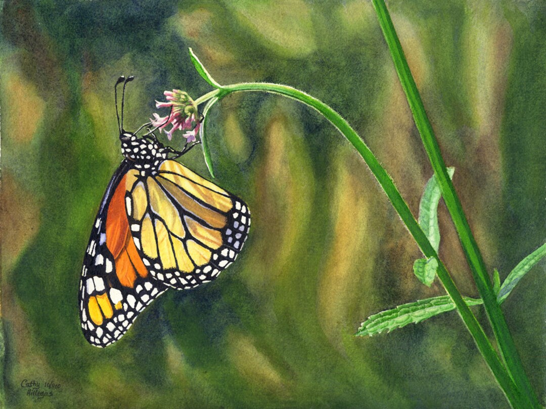 Monarch Butterfly Watercolor Painting Print by Cathy Hillegas, 12x16 ...
