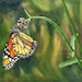 see more listings in the Butterflies, Insects section