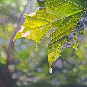 Maple Leaf watercolor painting print by Cathy HIllegas, 8x10 woodland print, watercolor raindrop, rain art print