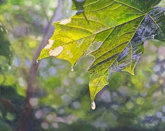Maple Leaf watercolor painting print by Cathy HIllegas, 8x10 woodland print, watercolor raindrop, rain art print