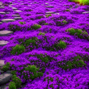 Magic Purple Ground Cover, Creeping Thyme Seeds, Non-GMO Heirloom, Eco-Friendly Gardening, Outdoor Plant.