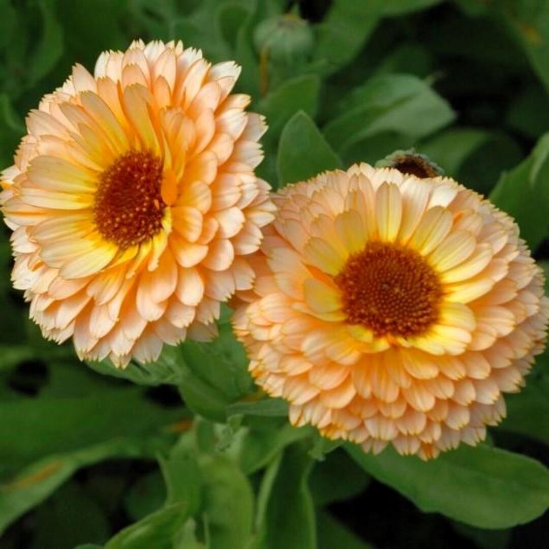 Calendula Flower Seeds, 20+ Surprise Heirloom Mix, Pollinator Friendly ...
