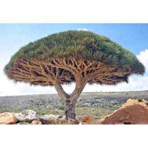 Dragon Blood Bonsai - Etsy