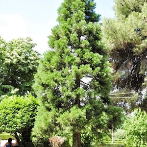 Giant Sequoia Seedling, Sequoia Dendron Giganteum Tree Sapling, Redwood Plant, Nature Lover Gift