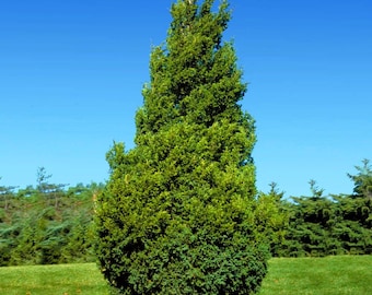 Red Maple Tree Seeds (30+): Acer Rubrum, Zones 3-9 - Etsy