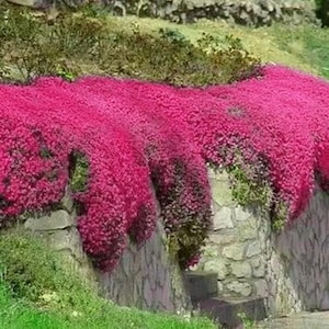 1000+ Red Creeping Thyme Seeds - Groundcover Planting Seeds, Non-GMO, Fresh Harvest, Home Garden