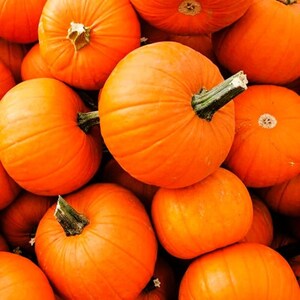May include: A close-up shot of several bright orange pumpkins. Each pumpkin has a green stem and a ribbed texture. The pumpkins are piled together, creating a full frame of the autumn harvest.