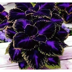 Black Purple Coleus Seeds: Easy-to-grow Foliage Plant - Etsy