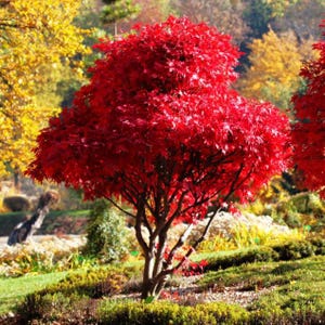 May include: A vibrant red Japanese maple tree in a garden setting. The tree's leaves are a deep crimson, contrasting with the green grass and other trees with yellow foliage in the background. The tree's trunk and branches are visible.