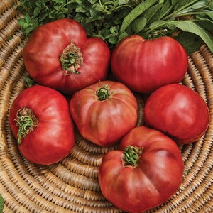 50 Beefsteak Tomato Seeds Heirloom Slicing Non-GMO