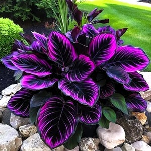 25+ Purple Tip Calathea Couture Flower Seeds, Indoor/Outdoor Beautiful Plant, Houseplant Gardening Gift