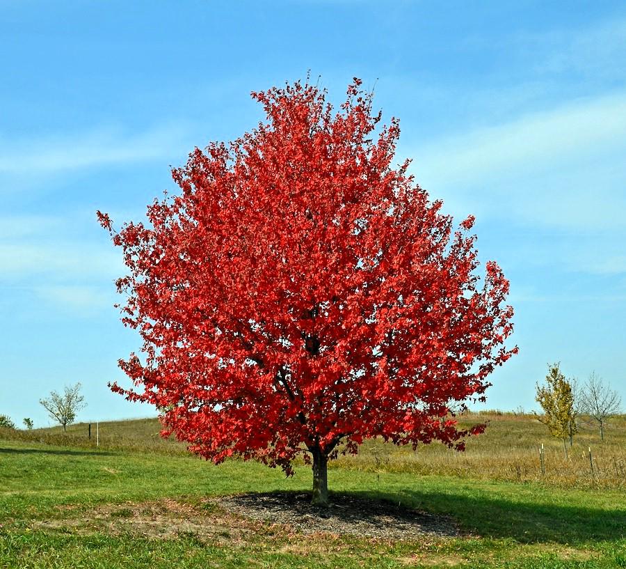 Red Maple Tree Seeds (30+): Acer Rubrum, Zones 3-9 - Etsy