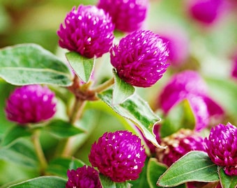 30 Seeds of Purple Globe Amaranth  Gomphrena globosa Flowers