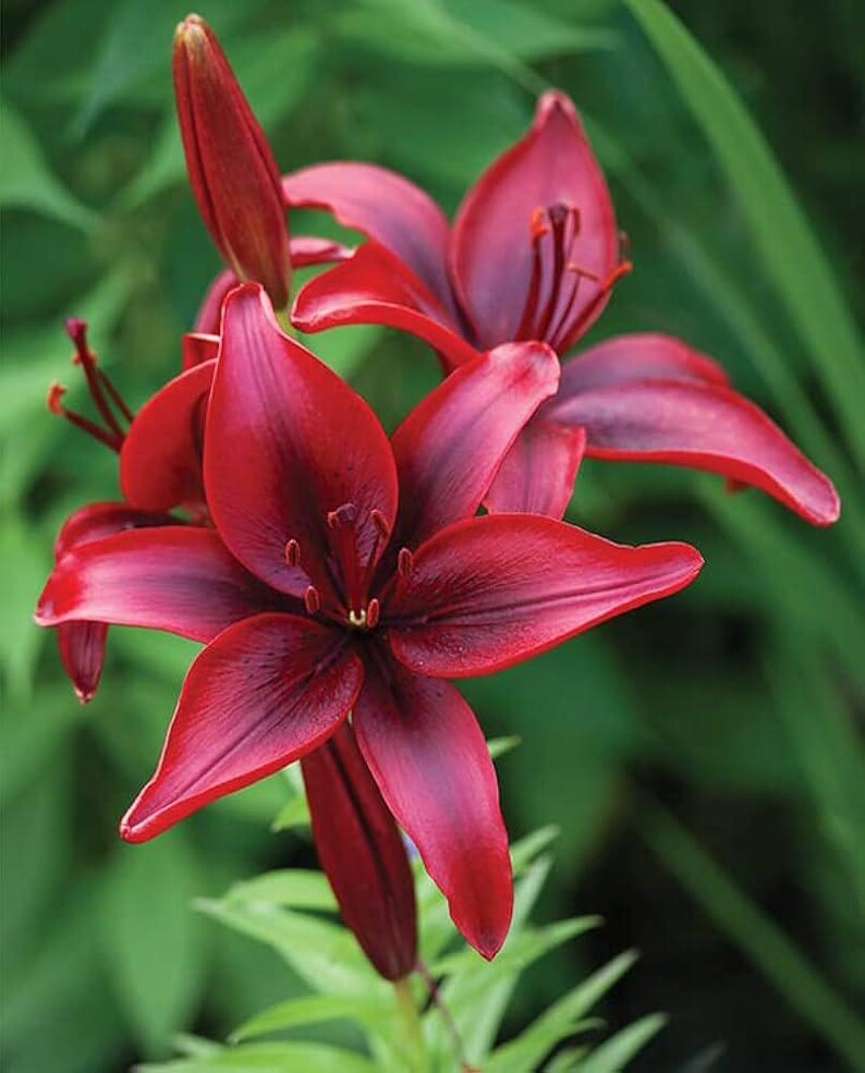 Black Out Lily Bulb Rare Asiatic Heirloom, Deep Red-black Blooms - Etsy