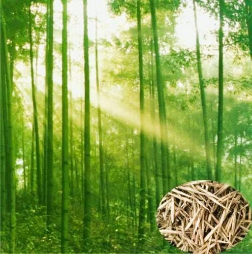 50+ Bamboo Seeds Pack, Perennial Evergreen Plant, Edible Shoots - Etsy