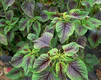 4,000+ Red Green Amaranth Spinach Rau Den Seeds, Organic Seeds, Heirloom Variety, Gardener's Delight