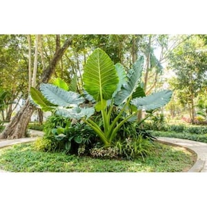 May include: A lush garden scene featuring a large elephant ear plant with broad, green leaves. The plant is surrounded by smaller green plants and grass, with a paved walkway in the background. The scene is set in a park with tall trees.