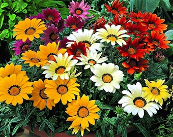 25 Gazania Splendens Seeds Mix, Fresh Flower Seeds, Gardener's Delight
