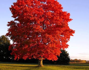 メープル❣️ Red Maple Tree Seeds (30+): Acer Rubrum, Zones 3-9 - Etsy