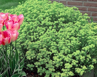 May include: A vibrant garden scene featuring a lush, green flowering shrub with small, clustered blooms. To the left, several pink tulips with green and white striped leaves add a pop of color. A brick wall forms the backdrop.