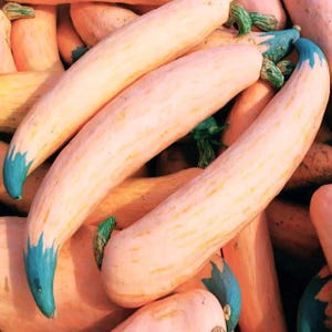 May include: A close-up of several light pink squash with a pale yellow hue and blue-tipped ends. The squash have a long, curved shape and are piled together, creating a textured and colorful display. The green stems add a natural touch.
