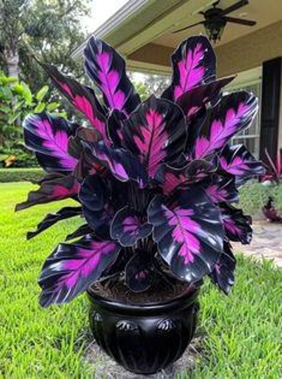 Purple Tip Calathea Flower Seeds: Indoor/outdoor Houseplant - 25+ Non-gmo -  Etsy Norway