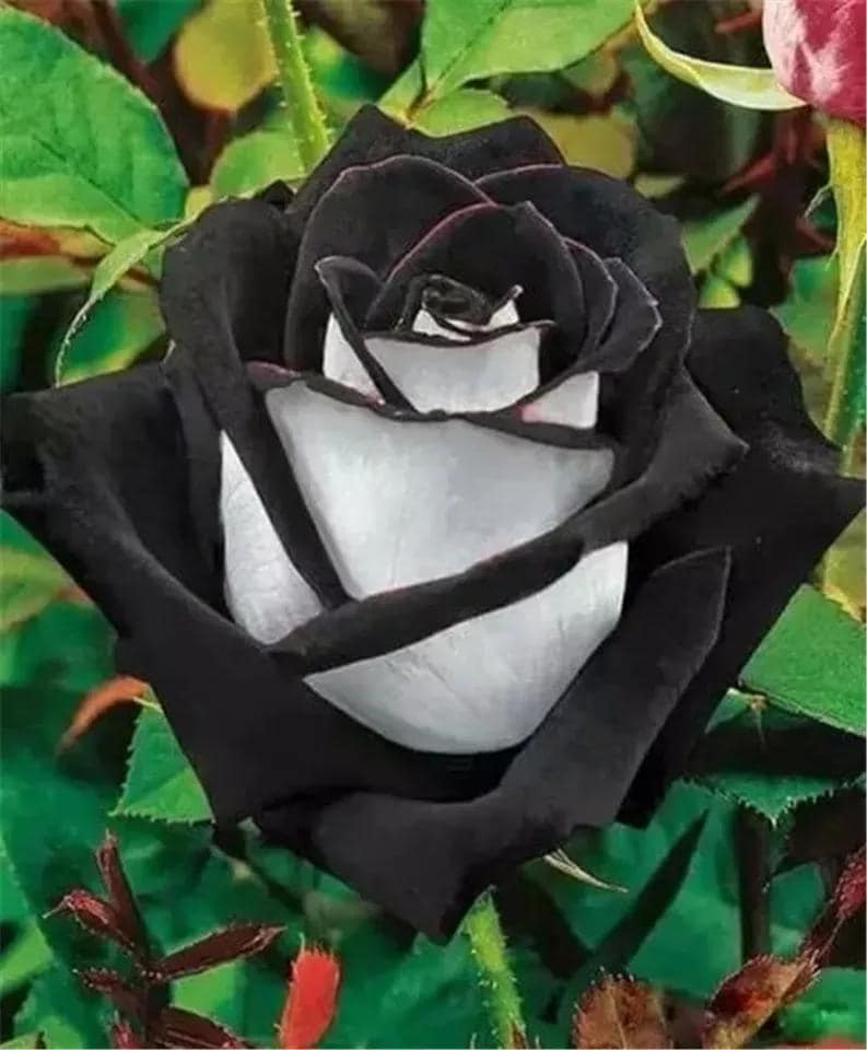 Rare Black Rose Seeds: Exotic Garden Flower - DIY Planting - Etsy