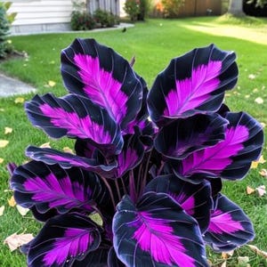 Purple Tip Calathea Couture Flower Seeds  50+ Seeds For Indoor Or Outdoor  Planting  Fresh 2025 Harvest Calathea Seeds