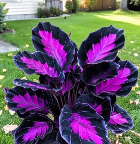 Purple Tip Calathea Flower Seeds: Indoor/outdoor Houseplant - 25+ Non-gmo -  Etsy Norway