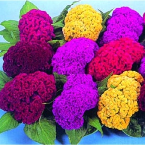 Cristata Celosia Seeds: Vibrant Mixed Colors, Non-GMO Garden Seeds